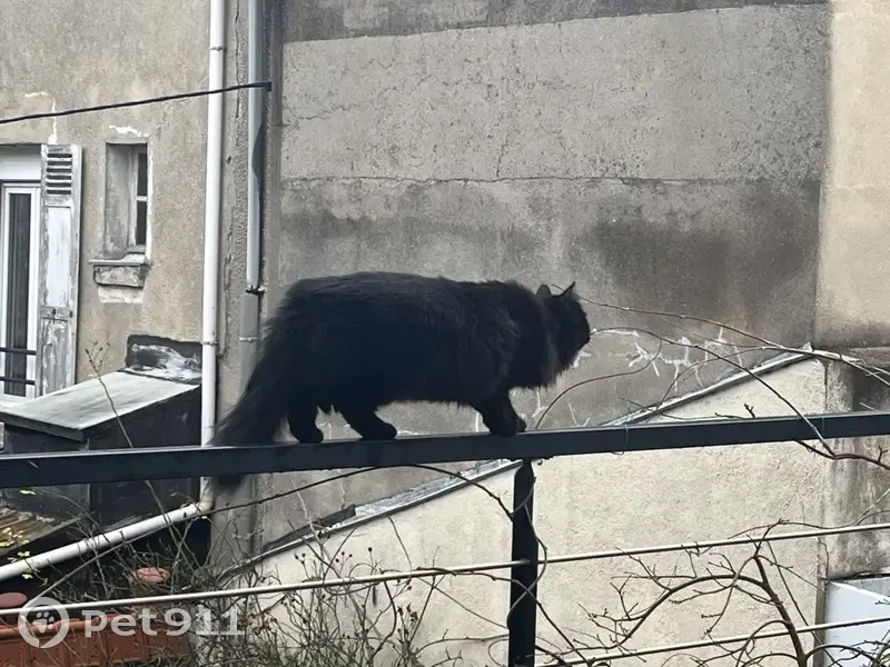 Chatte noire perdue à Vanves - photo