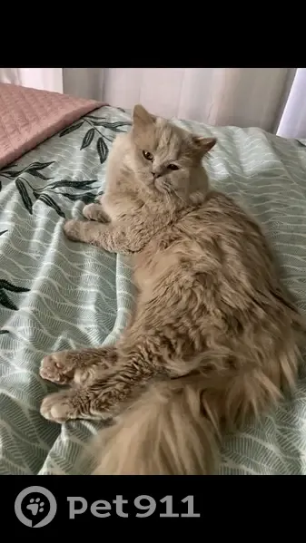 Chat British fauve perdu - Le Tampon - photo