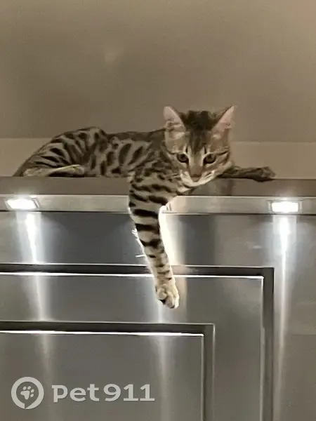 Chaton Bengal Perdu - Saint-Ismier - photo