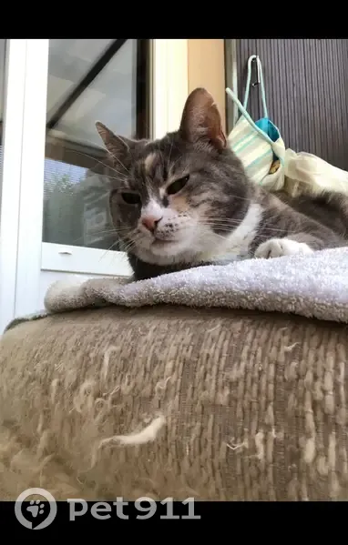 Chat sourd et aveugle perdu - photo