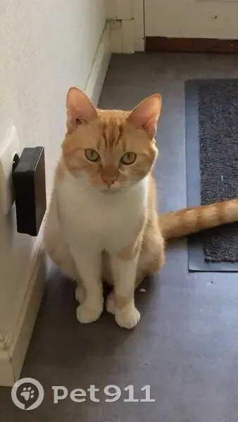Speedy, chat roux/blanc perdu à Sarry - photo