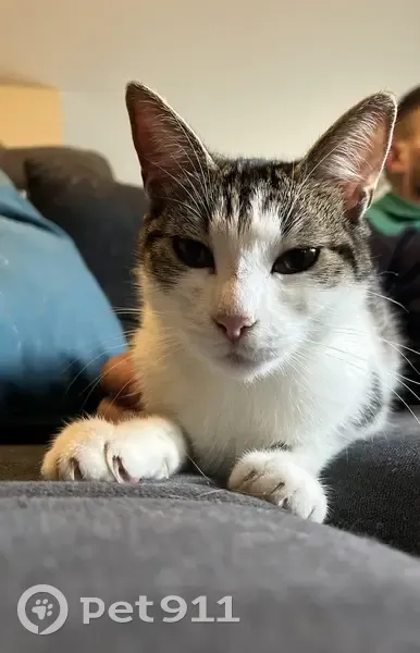 Chaton blanc/marron trouvé - photo
