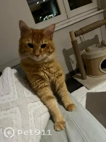 Chat Pumba roux perdu - Limoges - photo