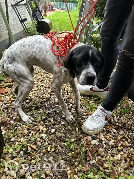Pointer femelle maigre trouvée - photo