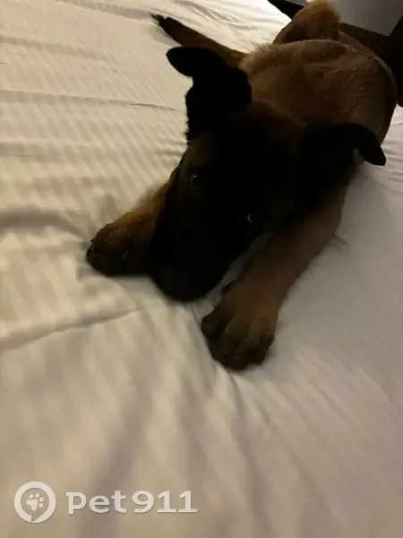 Chiot Malinois perdu à Toulouse - photo