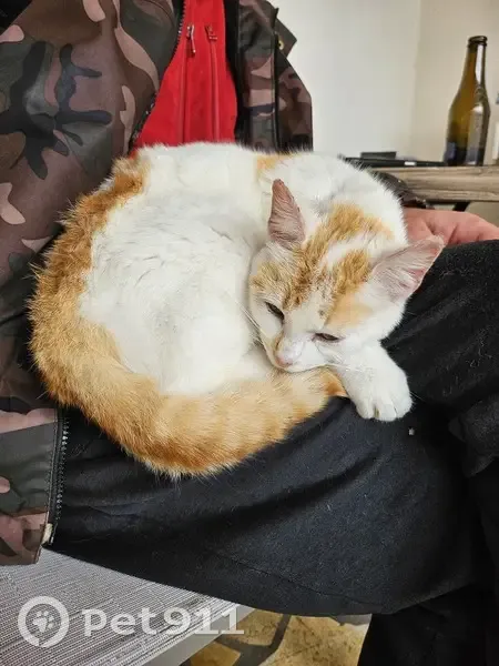 Chaton câlin trouvé à Landrais - photo