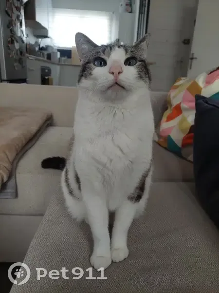 Chatte perdue à Montpellier - photo
