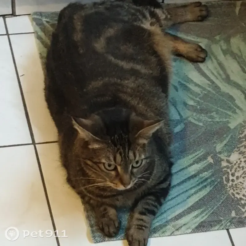 Chatte perdue près du Lac Bleu - photo