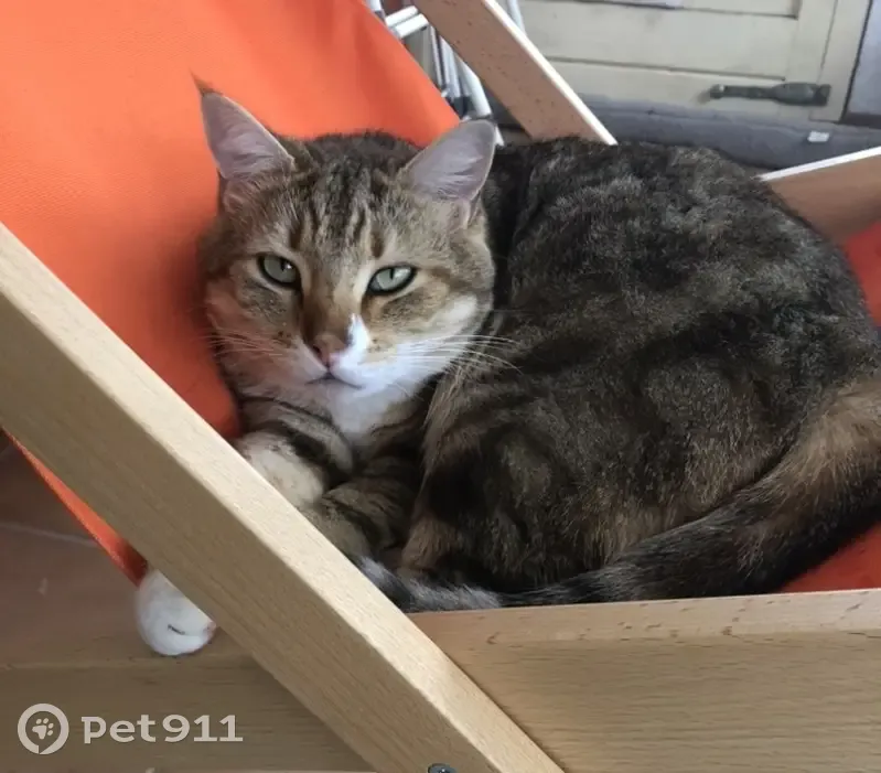 Chat de 6kg perdu à Saint-Pastour - photo