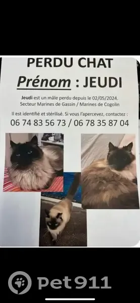 Chat Birman perdu à Gassin - photo