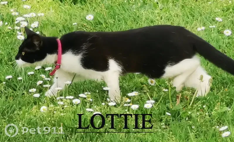 Chatte Lottie perdue à Monsempron - photo