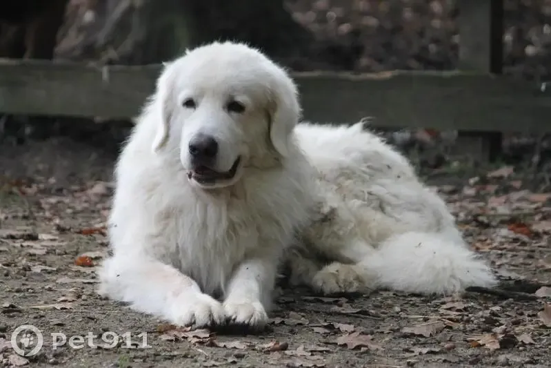 Chien blanc perdu au Tremblay - photo