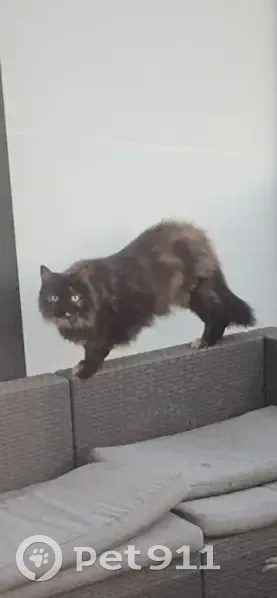 Chat perdu à Caudan: peureux, âgé - photo