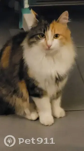 Chatte tricolore perdue à Étaules - photo