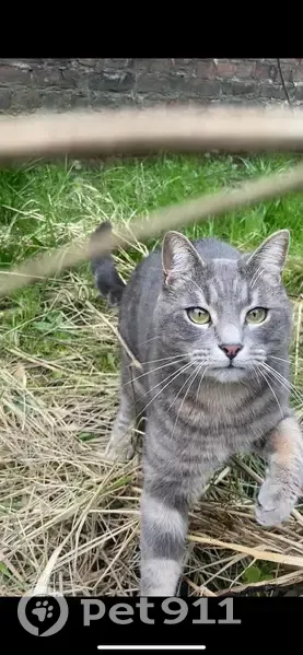 Chat Kaskou perdu à Tourcoing - photo