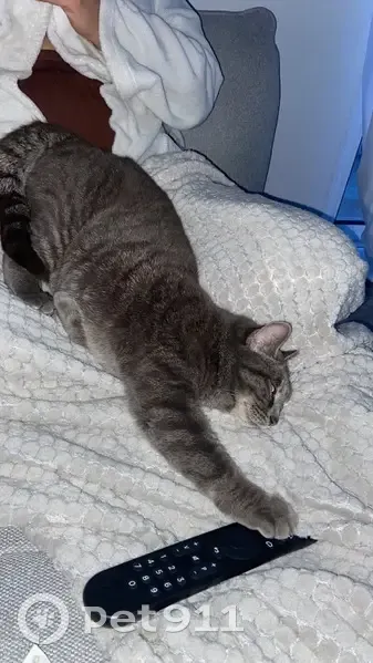 Chatte grise perdue - Bébé le chat - photo