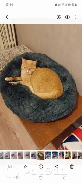 Marley, chat roux perdu à Évron - photo