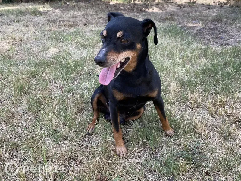 Pinscher perdu à Issoire - photo