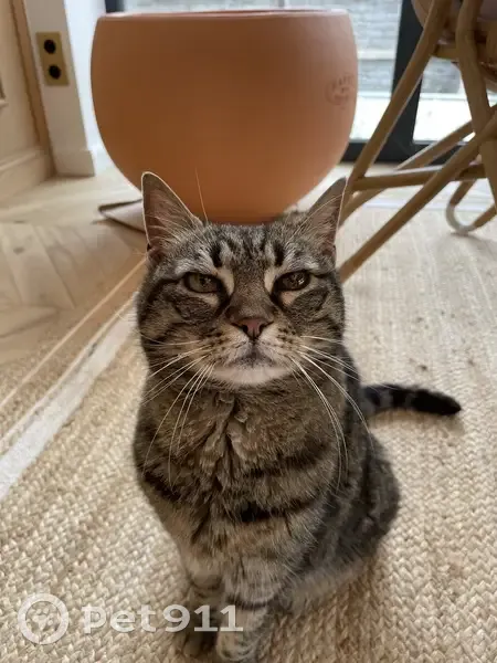 Chat âgé trouvé à Metz - photo