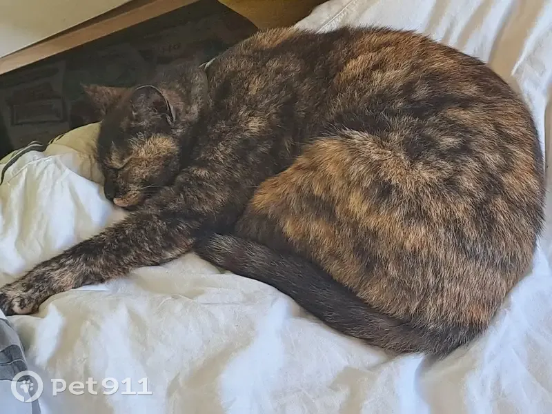 Chatte écaille trouvée à Plourin - photo