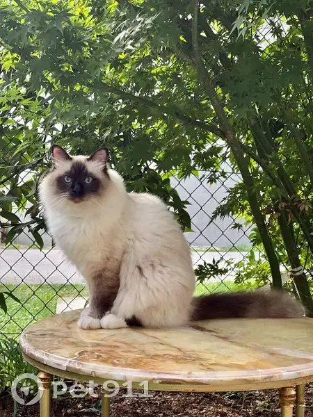 Chat Birman Perdu à Colombes - photo