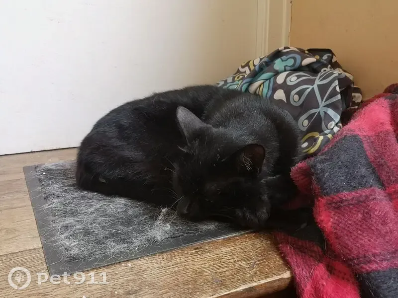 Chat noir marqué blanc perdu - photo