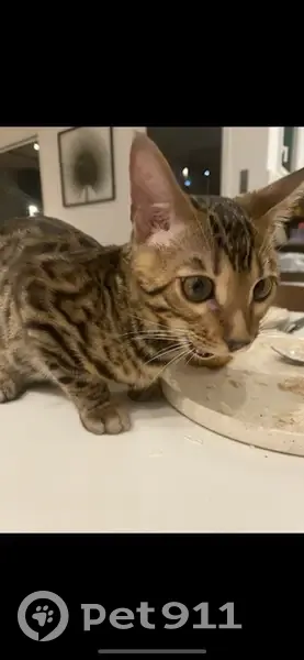 Chaton Bengal perdu à Antony - photo