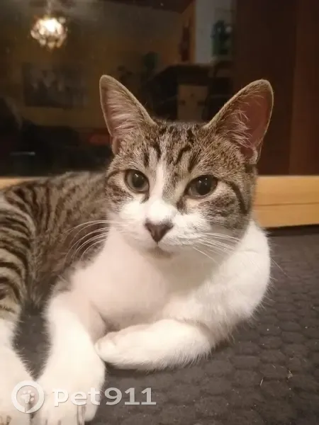 Yuki, chat gris-blanc perdu - photo