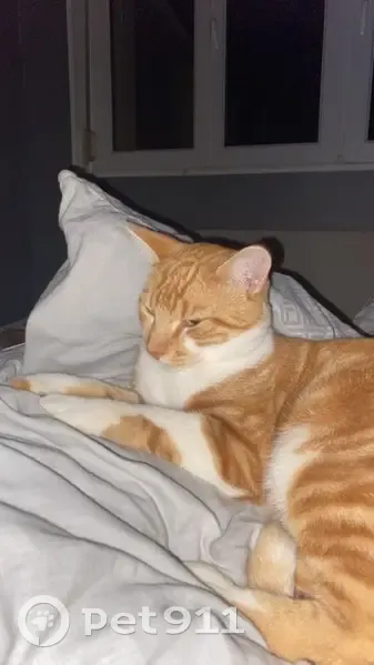 Roumy, chat tigré perdu à Mont-d'Origny - photo
