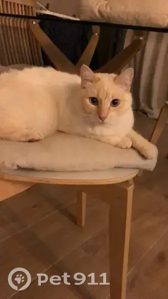Chat blanc/roux perdu à Blagnac - photo