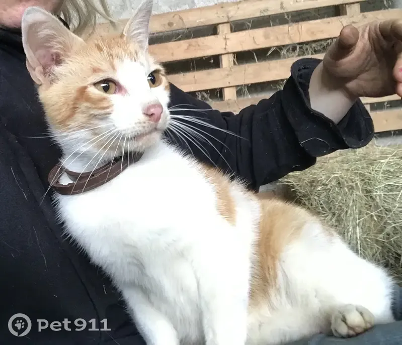 Chat roux et blanc trouvé à Vire - photo