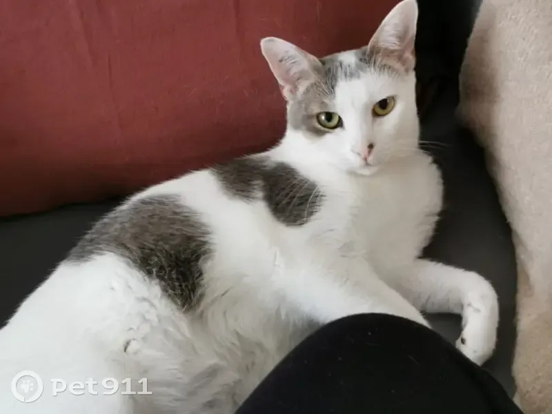 Chat blanc/gris perdu au Mans - photo