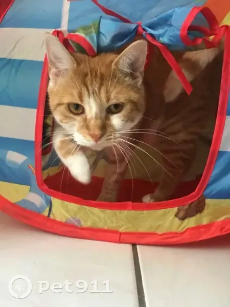 Chatte rousse perdue à Nantes - photo