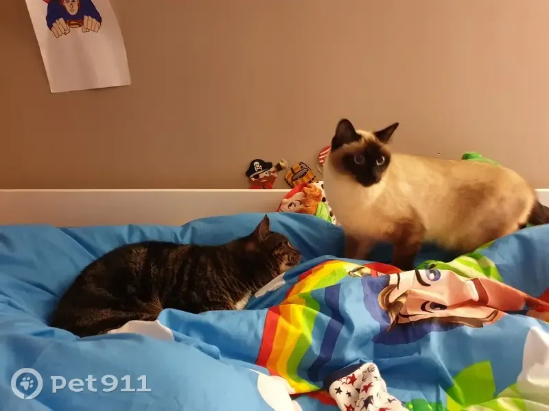 Chaton perdu, adulte maintenant - photo