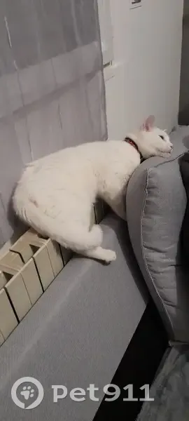 Chat blanc aux yeux bleus perdu - photo