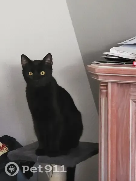 Chat noir Sunny perdu à Etrembières - photo