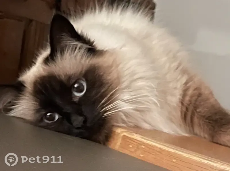 Chat Birman Perdu à Saint-Raphaël - photo