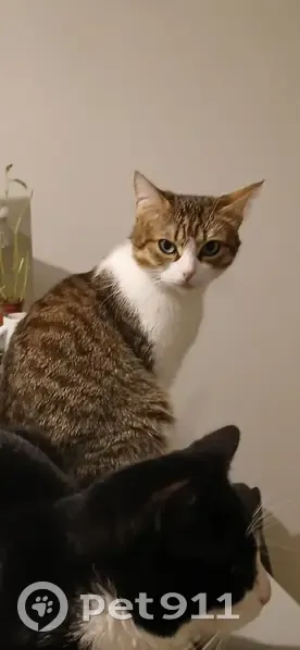 Mimouna, chat perdu à Tourcoing - photo