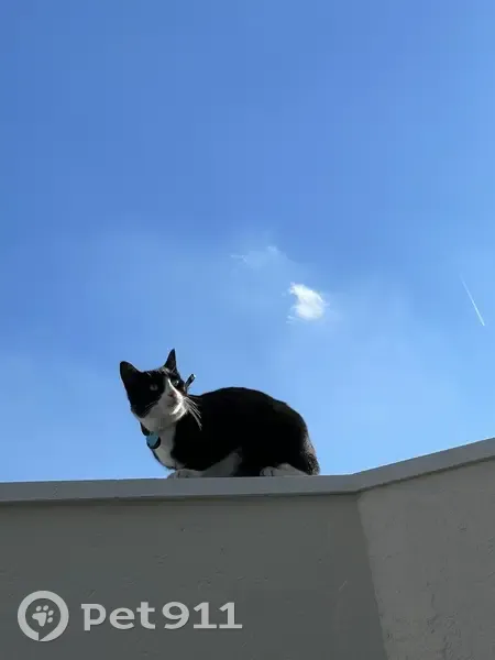 Chamallow, Chat Perdu à Montlhéry - photo