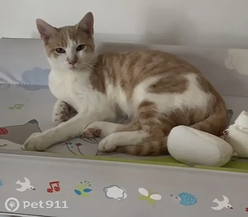 Chat blanc/roux perdu: Catsou - photo
