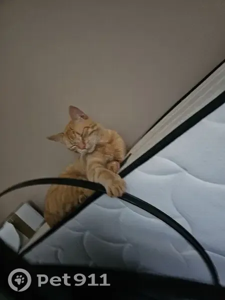 Chat roux Mimi disparu à Ambazac - photo