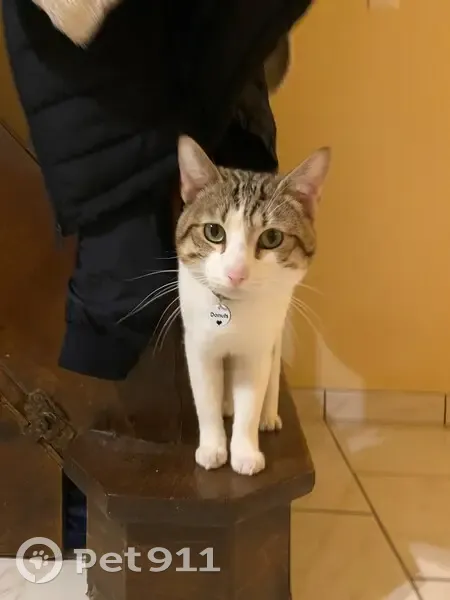 Chat perdu le 3 mai - Octeville - photo
