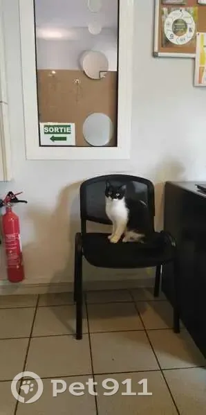 Chatte sociable trouvée à Orléans - photo
