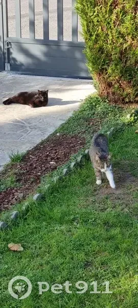 Disparition de chats à Montjay - photo