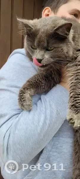 Chat errant affamé et infesté - photo