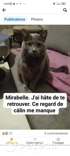 Chatte grise perdue à Jarville - photo