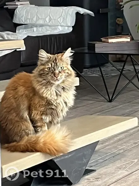 Avis de recherche: Chatte Lilou - photo