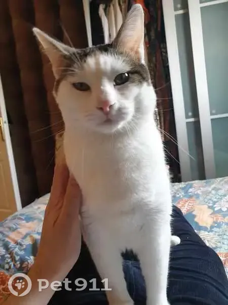 Chat blanc-tigré perdu à Lille - photo