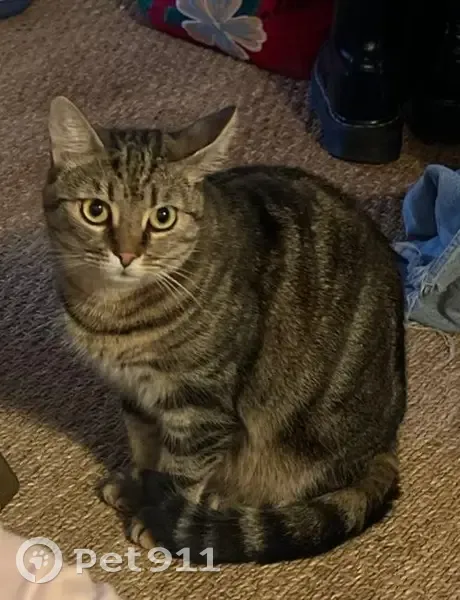 Chatte tigrée perdue au Coudray - photo