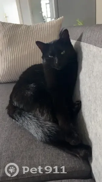 Chatte noire perdue à Vétraz-Monthoux - photo